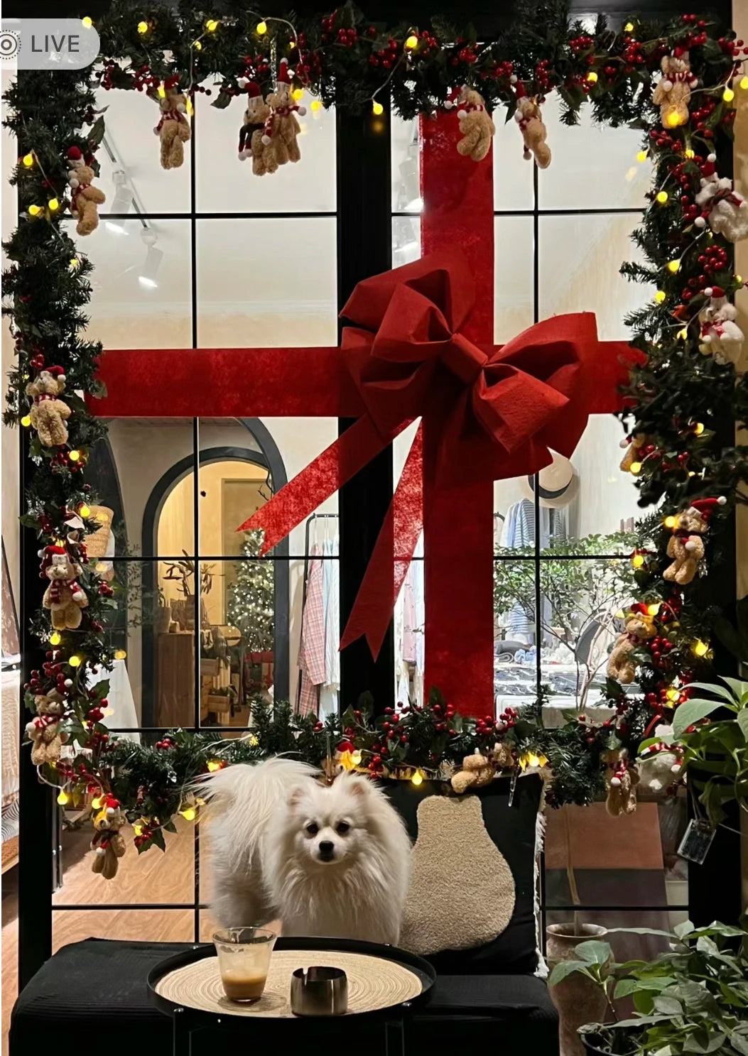Laço gigante para inauguração